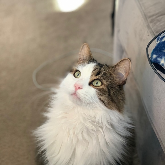 Meet your Posher, Alaina - Picture 4 of 4